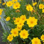この花を見つけたら駆除! この花を見つけたら駆除!