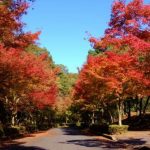 紅葉の美しい季節となりました 紅葉の美しい季節となりました